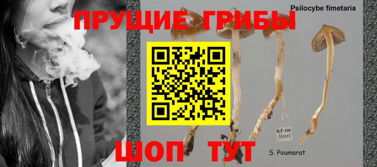 Псилоцибиновые грибы Psilocybe Норильск